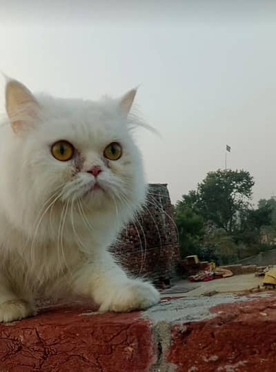 Pregnant punch face hazel eyes long cotted female cat for sale