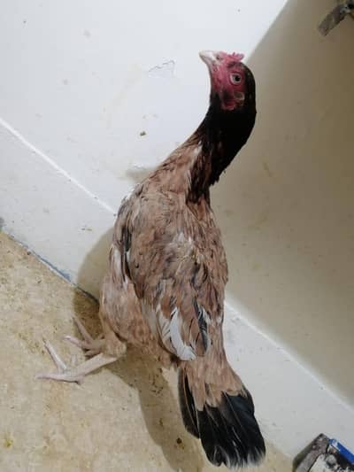 urgent sale only call me 03195793061