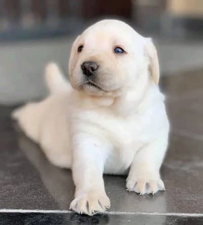 Labrador female puppy 03240515624