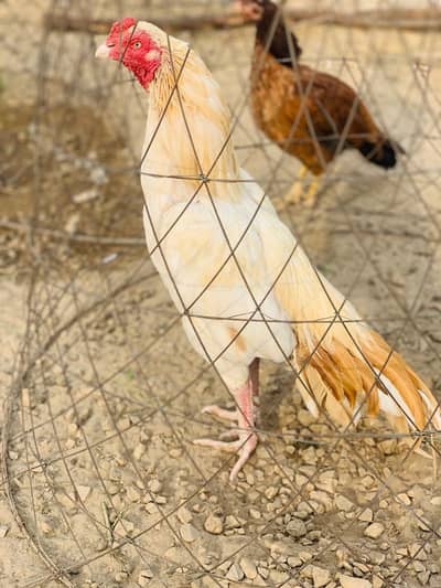 High Quality Mianwali Aseel | Aseel | Mianwali |Jawa| Murga