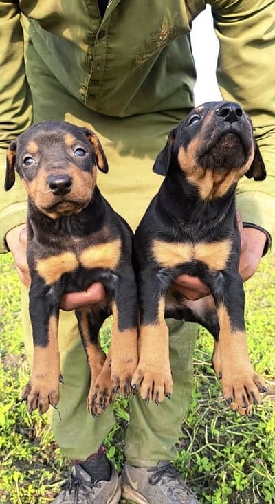 Doberman Pinscher pupps