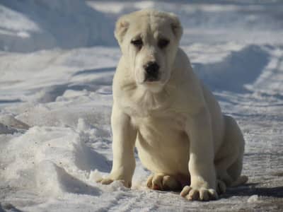 Central Asian Shepherd Importerd puppy available here