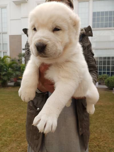 Central Asian Shepherd