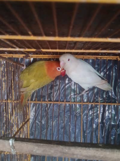 green opline palefellow