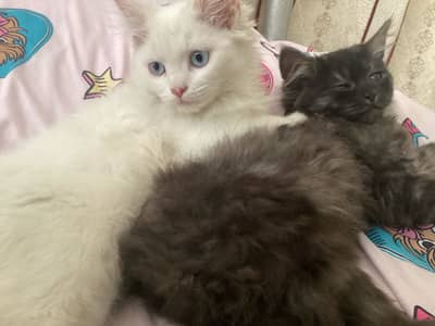 Female Persian cats