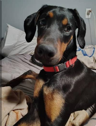 European Doberman Pedigree femalel | Healthy & Powerful/ breed