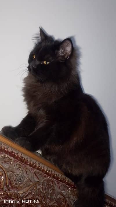 black Persian  | Tripple coated | persian | cat for sale