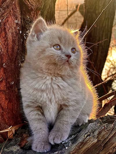 IMPORTED SCOTTISH FOLD/ BRITISH SHORTHAIRS / MAIN COONS CATS AVAILABLE