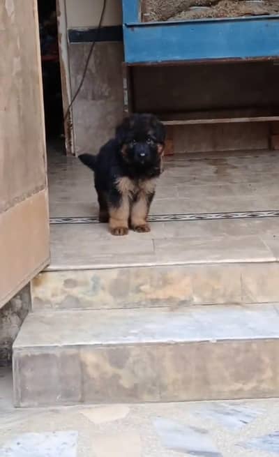 German shepherd puppy for sale 0309=0097784