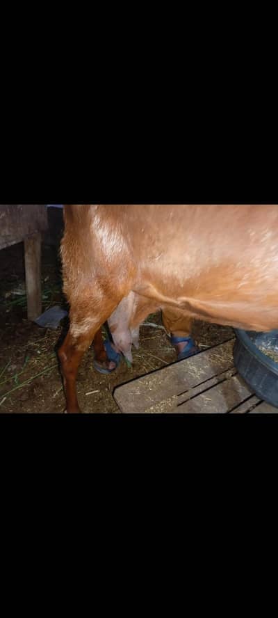 sindhi bakri / doodh wali