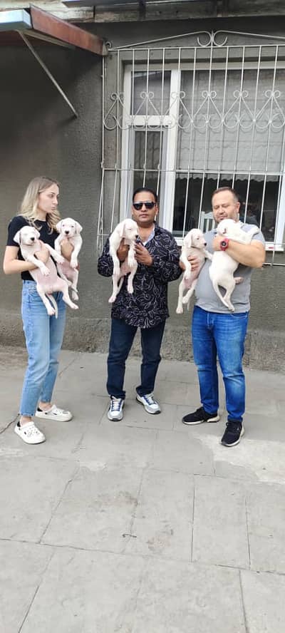 EXCELLENT DOGO ARJINTINO PUPPIES AVAILABLE