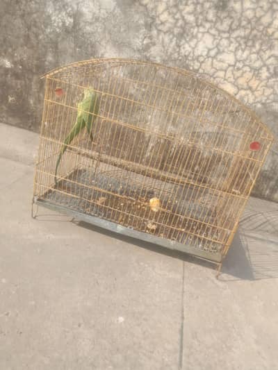 cage for sale