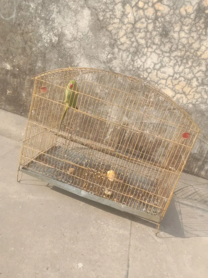 cage for sale l Only Cage — photo 2