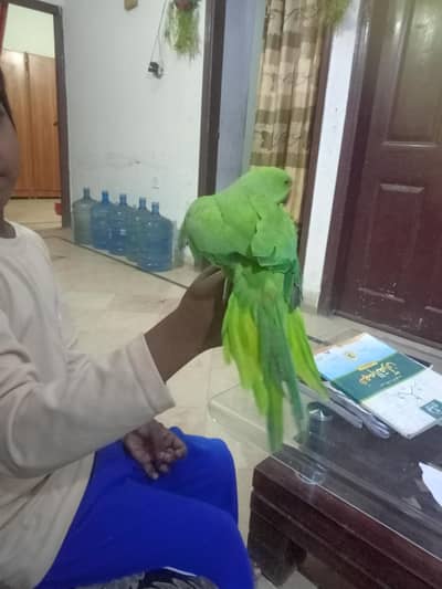 green parrot female for urgent sale  hand tame zero bite