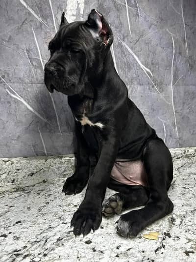 CANE CORSO PUPPIES AVAILABLE FOR NEW HOME