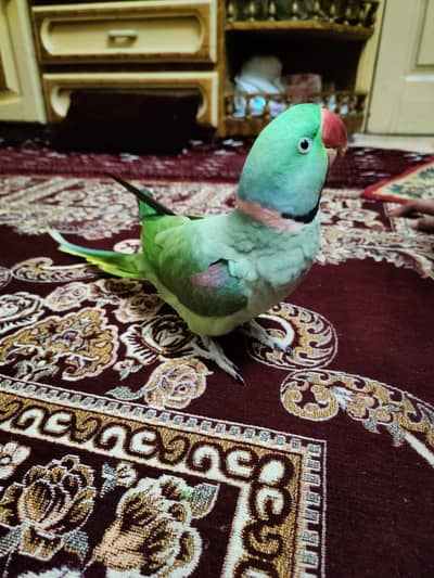 Raw Parrot Talking Ful handtamed very friendly neat & clean big size