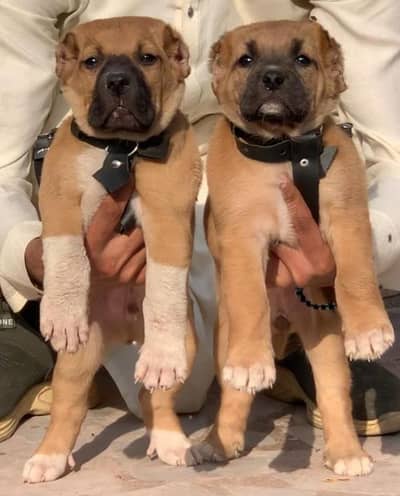 king Kurdish kangal puppies security Dog available for sale