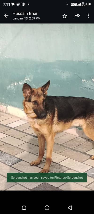 Show Quality German shepherd Male