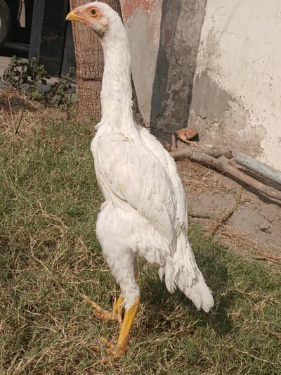 SHAMO | WHITE SHAMO | KING SHAMO CHICKS | JAPANESE SHAMO