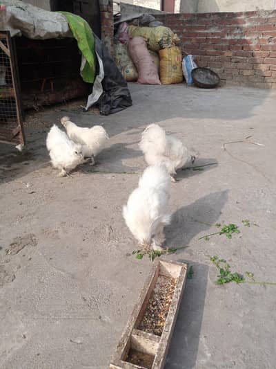 silkie chicken male female ready to lay egg chick 03008076142s