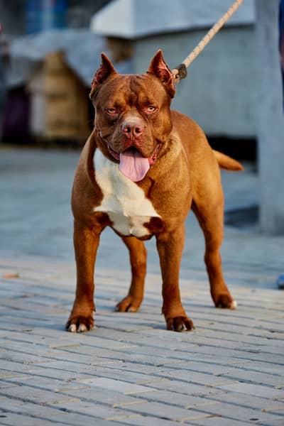 AMERICAN BULLDOG PUPS AVAILABLE FOR NEW HOME