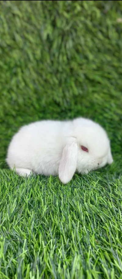 Holland Lop Bunnies