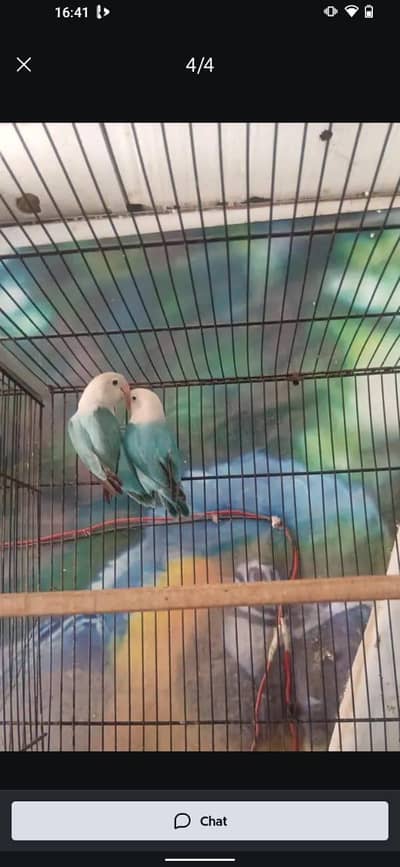 breeder  pair for sale