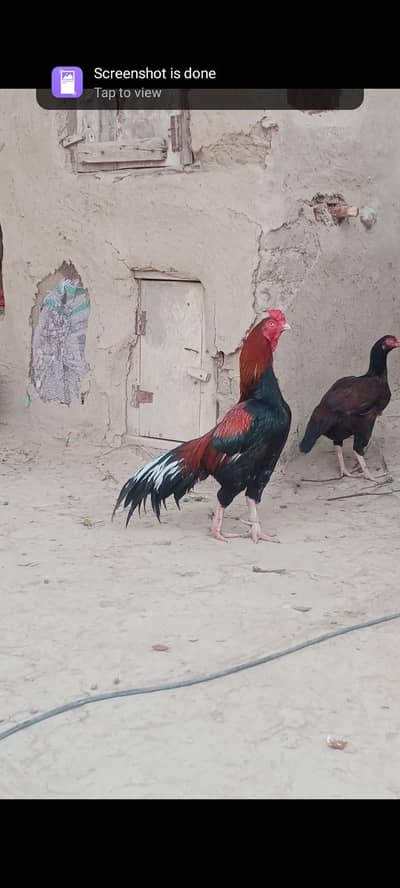 Top quality aseel murga