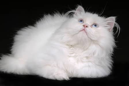 pure persian female cat for sale