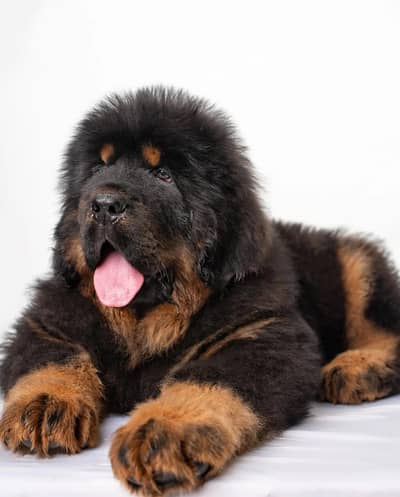 Tibetan Mastiffs 03234696626
