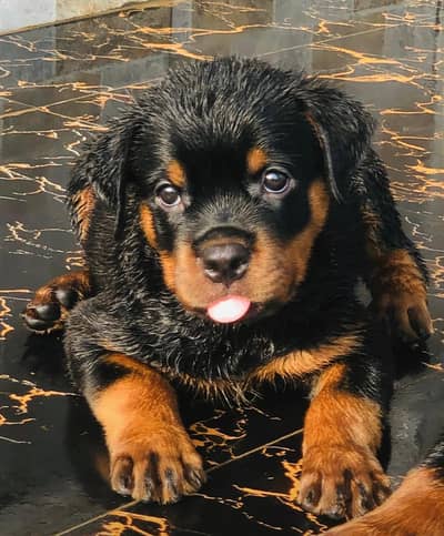 rottweiler 03234696626