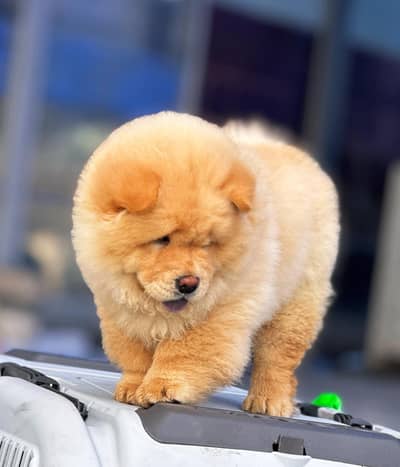 chow chow 03234696626
