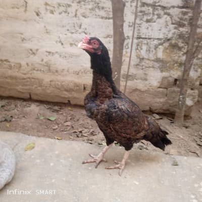 1 hera and 1 old blood line aseel