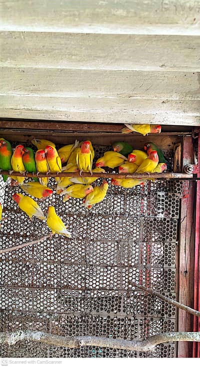 colourful lovebirds pairs sale