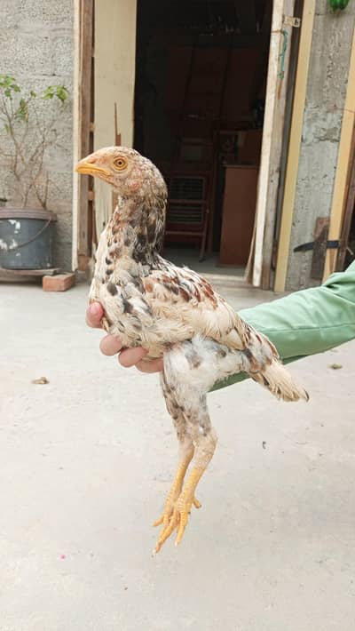 Aseel chicks each chick 3000