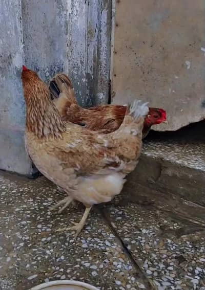 jawan eggs  laying hens for sale