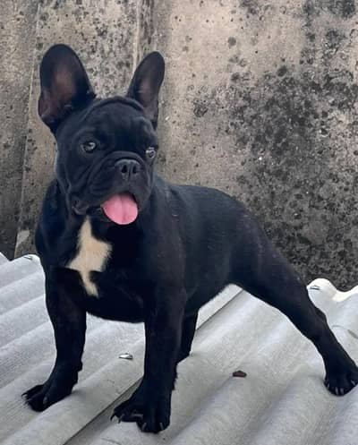 franch bulldog 03234696626