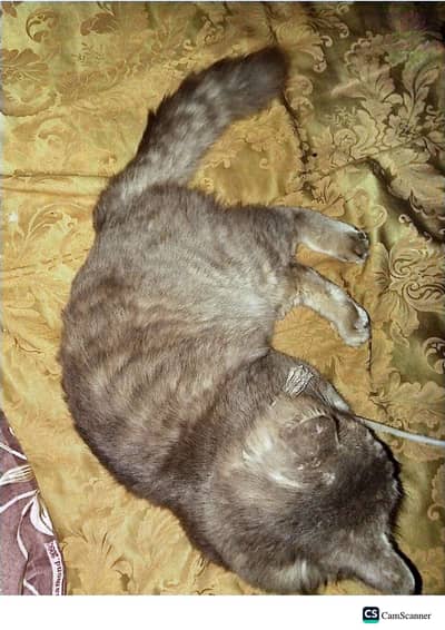 Persian cat in gray color with long hairs contact no. 03066754158