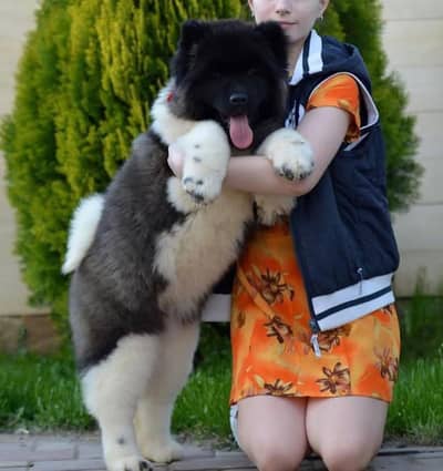 American akita 03234696626