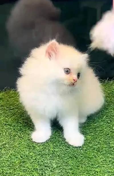 Persian female kitten for sale. my WhatsApp number 0320*24-100*47