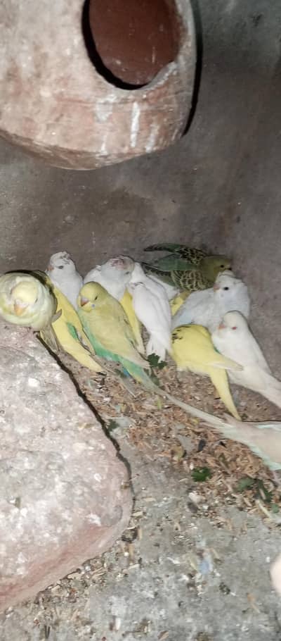buggies parrots  chicks for semi hand tamesale 03494742946