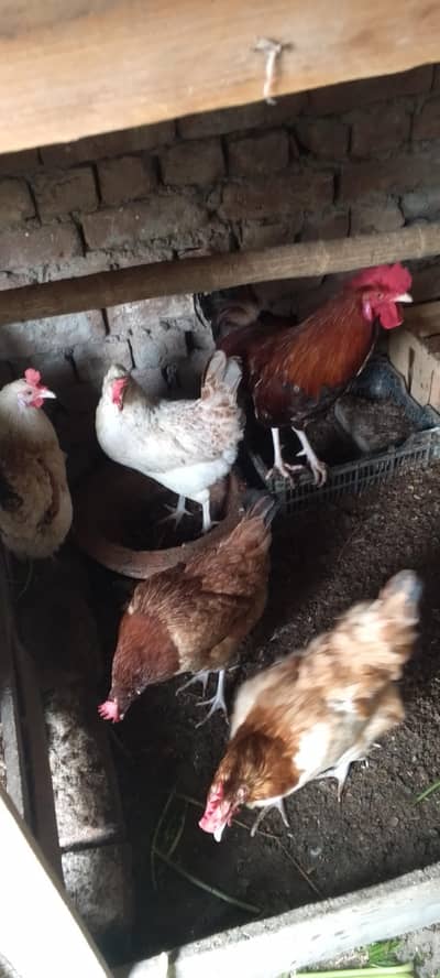 Desi Hens Pair With Discount %