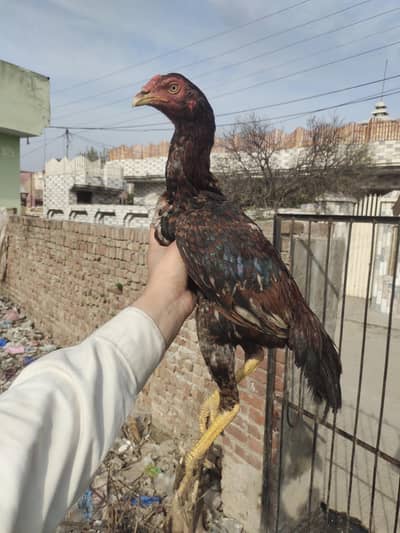 purely homebloodline mazboot tareen phathay