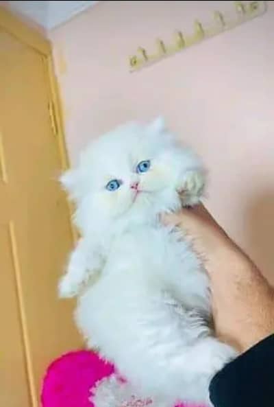 Persian female kitten for sale. my WhatsApp number 0320*24-100*47