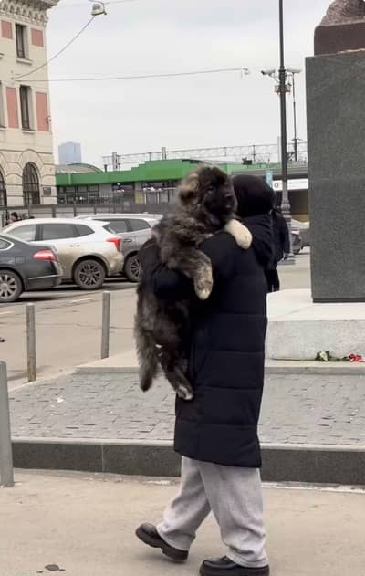 Caucasian shepherd 03234696626