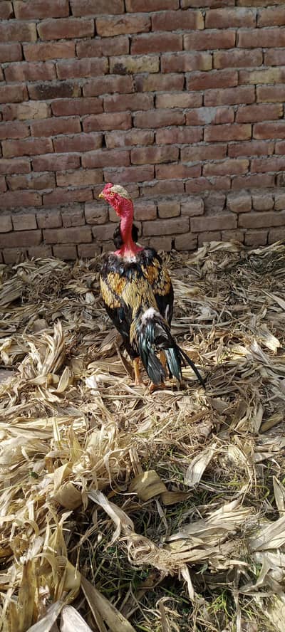 Aseel Madagascar Murga For Sale