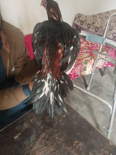 aseel Murgah Miyawali