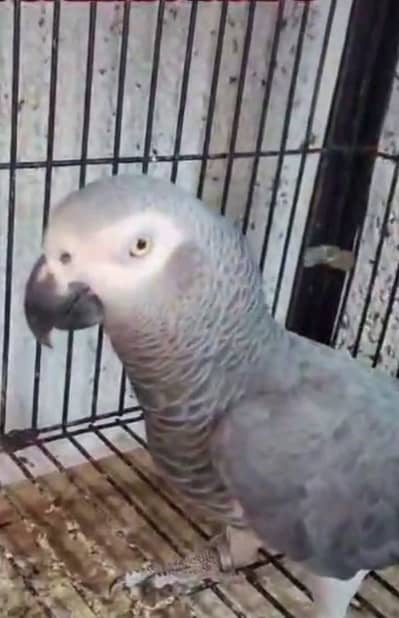 African Grey Parrot for sale