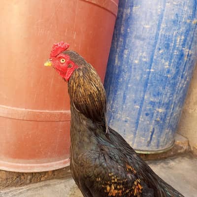 aseel murga kala jawa