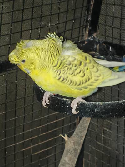 Beautiful Guaranteed breeder pair of Hogoromo budgies
